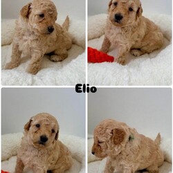Exceptional F1BB Cockapoo Puppies/Cockapoo/Female/Sex: Mixed Litter,Our beautiful litter of 7 F1BB Cockapoo puppies are now ready to be reserved and we are starting to look for their perfect forever homes   