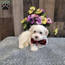 Prince/Maltese									Puppy/Male	/10 Weeks,Meet charming Prince he is so loveable and ready to meet his forever family! He has been socialized and is very good with children. Has been vet checked, vaccinated,  dewormed, microchip and comes with a health guarantee. Call or message today to make forever yours! License #4185 