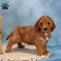 Cooper/Cavapoo									Puppy/Male	/7 Weeks,Take a look at these Cavapoo puppies—they’re absolutely adorable and ready to jump straight into your arms and your heart! These sweet little ones are family-raised, and it truly shows. The Stoltzfus children have done a wonderful job socializing them and preparing them for all the adventures the big world has to offer.