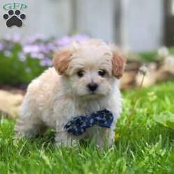 Finn/Maltipoo									Puppy/Male	/8 Weeks,Hi, I’m Finn! I’m an adorable Maltipoo puppy with a big personality packed into a small, lovable package. With my soft, fluffy coat, bright eyes, and playful spirit, I’m pretty hard to resist. I’m sweet and charming with a fun-loving, playful side—curious, spunky, and always ready for a new adventure.