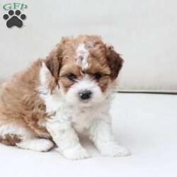 Maple/Shih-Poo									Puppy/Female	/March 15th, 2026,Maple is 1 of 2 in her litter , she has an approximate adult weight of 12 to 20 pounds . 