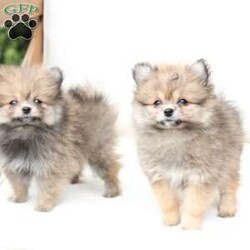 Poppy/Pomeranian									Puppy/Female	/February 19th, 2026,Poppy is 1 of 4 in her litter , she is second smallest swing just over a pound at six weeks . 