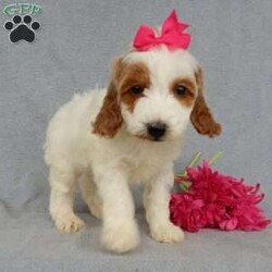 Princess-(Medium)/Goldendoodle									Puppy/Female	/7 Weeks,Prepare to fall in LOVE!!!! My name is Princess and I’m the sweetest F1b medium sized goldendoodle that you will ever find! One look into my warm, loving eyes and at my super soft fluffy coat and I’ll be sure to have captured your heart already! I’m very happy, playful and very kid friendly and I would love to fill your home with all my puppy love!! I have a very sweet personality, and I love giving kisses. I stand out above the rest with my sweet, loving personality and my beautiful red and white coat! I will come to you vet checked and up to date on all vaccinations and dewormings . I come with a 1-year guarantee with the option of extending it to a 3-year guarantee and shipping is available! My mother is Sophie, our 45# F1 miniGoldendoodle weighing 45# and my father is Benji, our sweet, kid friendly 30# Poodle! Both of my parents are on our premises and are genetic tested!! I will grow to approx. 35-40# and I will be hypoallergenic and non shedding!!!… Why wait when you know I’m the one for you? Call or text Martha to make me the newest addition to your family and get ready to spend a lifetime of tail wagging fun with me! (7% sales tax on in home pickups)
