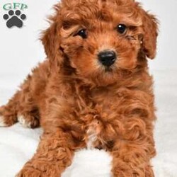 Bella/Miniature Poodle									Puppy/Female	/9 Weeks,Meet Bella, she will melt your heart with her cuteness, super sweet loving temperament and personality. 