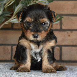 Jack/Yorkshire Terrier/Female/March 29, 2026