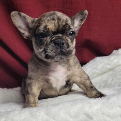 Lulu/French Bulldog Mix									Puppy/Female	/7 Weeks