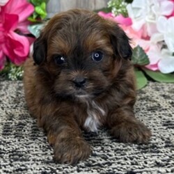 Ginger/Shih Tzu/Female/March 26, 2026