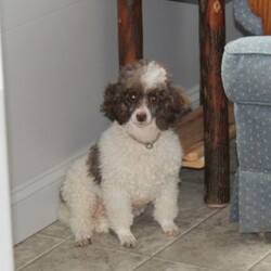 Almond Joy/Toy Poodle									Puppy/Male	/13 Weeks,Fudge, our little chocolate daddy weighs in at 7 lb. He is so adorable, always watchful, ready and waiting for playtime. He is so smart, he will miss nothing. Rosa, our mommy weighs in at 12 lbs. She is such a jewel — very smart and fun loving; and always ready for some play. These little ones are well socialized, playful and loving, just waiting to give you lots of joy! They are up to date on their vaccinations and dewormings and have been vet checked. Feel free to call with questions, or to set up a time to come visit them. Thanks,
