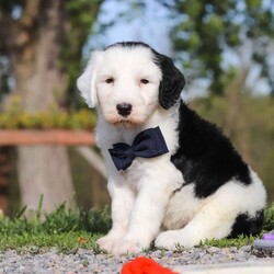 Bentley/Sheepadoodle									Puppy/Male	/6 Weeks