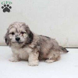 Minni/Dachshund Mix									Puppy/Female	/March 11th, 2026,Minni is one of two in her litter , her approximate adult weight is 9 to 12 pounds . 