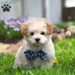 Finn/Maltipoo									Puppy/Male	/8 Weeks,Hi, I’m Finn! I’m an adorable Maltipoo puppy with a big personality packed into a small, lovable package. With my soft, fluffy coat, bright eyes, and playful spirit, I’m pretty hard to resist. I’m sweet and charming with a fun-loving, playful side—curious, spunky, and always ready for a new adventure.