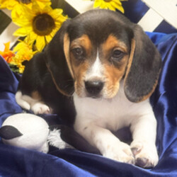 Pepper/Beagle/Female/March 5, 2026