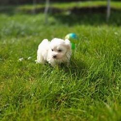 Adorable tiny Maltese /Maltese/Female/Sex: Mixed Litter,Adorable & Purebred Maltese Puppies – Ready for Their Forever Home!