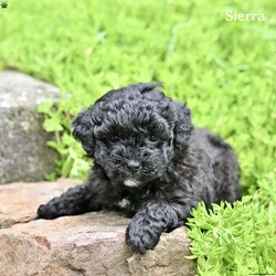 Sierra/Miniature Poodle									Puppy/Female	/6 Weeks,Sierra is an adorable Mini Poodle puppy who is looking for a loving forever home! She is sweet, playful, and full of personality, making her a wonderful companion for families, couples, or anyone looking for a loyal furry friend. Sierra loves attention and enjoys spending time with people, and she is sure to bring lots of joy and happiness to her new family.