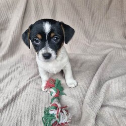 Super jack Russell puppy looking for her forever home/Jack Russell/Female/Sex: Female,One little jack Russell girl looking for her loving forever homes. She's been vet checked, microchipped, fully vaccinated and wormed to date. She as a lovely friendly personality, she is used to all household activities, she is used to children and other pets. Viewing is highly recommended of this truly sweet girl. If you would like anymore information or to view her please give me a call thank you 