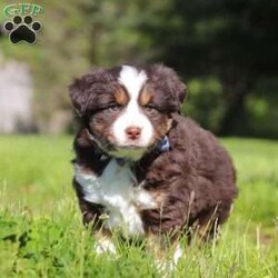 Tucker/Australian Shepherd									Puppy/Male	/7 Weeks,Meet Tucker, an adorable AKC Australian Shepherd puppy with a fun-loving personality and a heart full of affection! This handsome little boy is always ready for his next adventure, whether he’s playing with his favorite toys, exploring the outdoors, or curling up beside you for cuddle time after a busy day. With his soft fluffy coat, bright expressive eyes, and intelligent nature, Tucker is sure to steal the hearts of everyone he meets. Australian Shepherds are known for their loyalty, intelligence, and loving personalities, making Tucker an excellent companion for families, active individuals, or anyone searching for a faithful best friend.