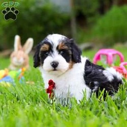 Jeremiah/Havapoo									Puppy/Male	/8 Weeks,Hi, I’m Jeremiah! I’m a very cute Havapoo puppy, and I’m a boy with the softest fur and the sweetest heart. I love cuddles, tiny naps, and following my people everywhere because being close makes my tail wag like crazy. Everyone says I’m so sweet, and I think it’s because I give the best puppy kisses and always try to make people smile. I’m still little, but I already know I’m very loved. I come from the best parents ever.