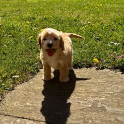 Adopt a dog:Beautiful cockapoo puppys/Cockapoo/Female/Sex: Mixed Litter,READY NOW!! I would like to introduce these beautiful, playful, adventurous puppy’s into the world looking for their forever 5* homes.