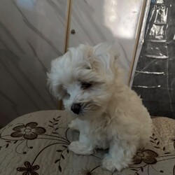 9 week old Maltese puppy for sale/Maltese/Female/Sex: Male,This lovely fur baby was 1/4 Puppies that have gone to their new homes! 