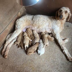 Irish doodle pups/Irish Doodle/Female/Sex: Mixed Litter,Beautiful irish doodle pups, mother is an Irish doodle and there father is a standard poodle, I have 1 male and 4 females remaining. They have received there first vaccinations and are microchiped.