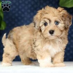 Ivy/Havapoo									Puppy/Female	/8 Weeks,“Love has four paws and a wagging tail – Find it in a Havapoo today!” I am a Havapoo puppy! My Mom is Melissa a Havanese and my Dad is Jimbo a 12lb AKC Mini Poodle. I was born on March 23rd and I will be ready for my forever home on May 18th! I have been family raised on a farm in the country around children. I have had my shots and de-wormers. I have been checked by a veterinarian. I am micro-chipped. For more information or to schedule a visit with me, please contact Henry Monday through Saturday. All Sunday calls will be returned on Monday.