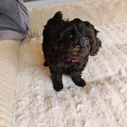 Adopt a dog:Schoodle pups for sale /Shihpoo/Female/Sex: Female,Last two puppies from our girl Luna, girl dogs both jet black. 9 weeks old this Friday, will be fully vaccinated and micro chipped