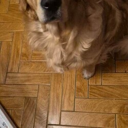 Adopt a dog:Golden retriever puppy /Golden Retriever/Female/Sex: Male,We have 1 little boy looking for his forever home, mum had 9 beautiful pups, we also have dad, they have been brought up in a loving family home with lots of love and attention, pups have had there micro chips done ready to leave mum by end of may