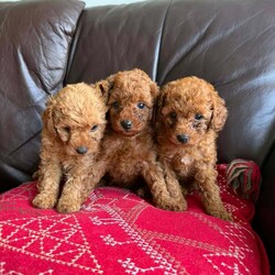 Adopt a dog:Toy poodle/Poodle/Female/Sex: Mixed Litter,Toy poodle.dad is a very tiny toy kc reg poodle and mum is a toy as well.they are defleat,will be vaccinated and microchiped.thank you.