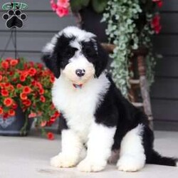 Luke/Sheepadoodle									Puppy/Male	/8 Weeks,Hi, I’m Luke! I’m an adorable Sheepadoodle puppy and basically a fluffy little bundle of joy. With my soft, wavy coat and bright, curious eyes, I love exploring, playing, and then curling up close for some cozy cuddle time. I’ve got a fun, gentle personality and a whole lot of love to give, and I can’t wait to make tons of happy memories with my forever family.
