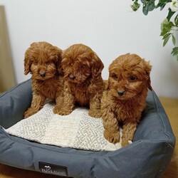 Adopt a dog:Cockapoo puppies/Cockapoo/Female/Sex: Mixed Litter,Beautiful cockapoo puppies male and female available. Received first vaccination and full heath check.