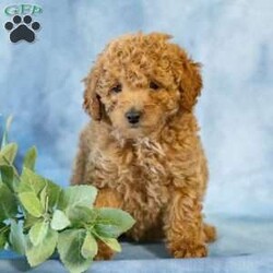 Anita/Toy Poodle									Puppy/Female	/March 31st, 2026,Meet an adorable little Toy Poodle searching for her forever home! This sweet girl is full of love, playful energy, and charming little antics that are sure to brighten your days. Family-raised with lots of care and attention, she is well-socialized with children and other animals, making her a wonderful companion for any loving home.