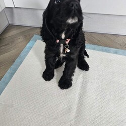 Adopt a dog:Show cocker spaniel puppy/Cocker Spaniel/Female/Sex: Female,Due to a change in our circumstances we are forced to rehome our beautiful little pup. Doris is 10weeks old and a great natured friendly girl.