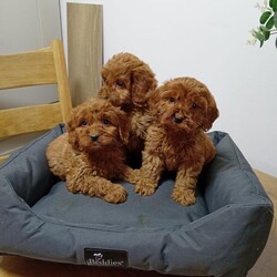 Adopt a dog:Cockapoo puppies/Cockapoo/Female/Sex: Mixed Litter,Beautiful cockapoo puppies male and female available. Received first vaccination and full heath check.