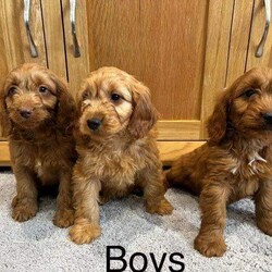 Cockapoo Puppies Fully Vaccinated, Ready Now/Cockapoo/Female/Sex: Mixed Litter,We have beautiful F1 Cockapoo puppies available. Father is a health tested Red miniature poodle, paper work can be seen when viewing the puppies.