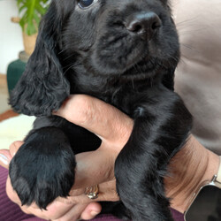 Adopt a dog:Stunning Cocker Spaniel Puppies /Cocker Spaniel/Female/Sex: Male,We have 4 stunning Cocker Spaniel Puppies looking for their new forever homes. Mum and dad have very impressive pedigree bloodlines with many Field Trial Champion's in their genes. Both mum and dad have lovely temperaments and can be seen with the puppies as they are our family pets. Each will have been microchipped, wormed from 2 weeks old, have been vet checked and will have had their first vaccination. Please get in touch for more details or to come and view our gorgeous puppies. We have 3 black males and one golden male. Thank
