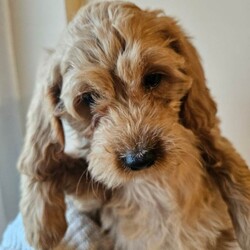 Adopt a dog:beautiful cockapoos/Cockapoo/Female/Sex: Mixed Litter,Here we have a beautiful litter of 9 cockapoos. Mom is a lovely pet we have had since 8 weeks old. And dad is a minature red poodle we used as a stud. Both parents have been health tested and are clear of everything.