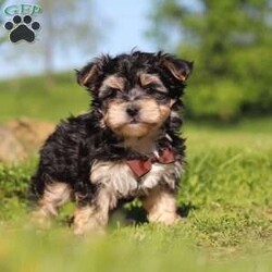 Scooby/Morkie / Yorktese									Puppy/Male	/9 Weeks,Meet Scooby, an adorable Morkie puppy with a playful personality and a heart full of love! I’m the perfect mix of cuddly and curious—I love exploring, playing with my toys, and snuggling up for plenty of affection. With my soft, fluffy coat and sweet expression, I’m sure to steal your heart the moment you meet me.