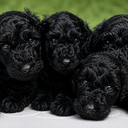 Adopt a dog: Beautiful Curly Black Labradoodle Boy – Last One Looking for His Forever Home /Labradoodle/Female/Sex: Female,Beautiful  Black Labradoodle Boy – Last One Looking for His Forever Home