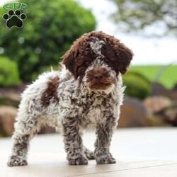 Bluey/Lagotto Romagnolo									Puppy/Male	/9 Weeks,Meet me, Bluey! I’m a very cute AKC Lagotto puppy with a fluffy, curly coat and a fun-loving personality that keeps everyone smiling. I love exploring new things, playing with my toys, and following my favorite people wherever they go. I’m curious, affectionate, and always ready for cuddle time after a day of adventures. With my sweet nature and adorable face, I’m sure to bring lots of joy, laughter, and love to my forever family!