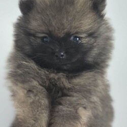 Pomeranian tedy /Pomeranian/Female/Sex: Mixed Litter,Each puppy will leave for their new home fully prepared and with all important documents.