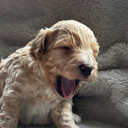 Adopt a dog:F1B Toy Cockapoos  Hypoallergenic Health tested/Cockapoo/Female/Sex: Mixed Litter,Puppies available for reservation! READY TO LEAVE 19th June! Wievings available!