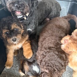 Adopt a dog:Georgous F1b Lhasapoo puppies 1 boy remaining /Lhasapoo/Female/Sex: Mixed Litter,Due to a change of circumstances the couple who reserved him can no longer take him 1 boy remaining he will have his second vaccine today so won’t need anything till he’s booster at 1yr