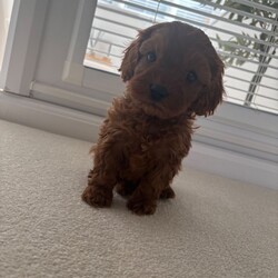 F1 toy Cavapoos red (health tested)/Cavapoo/Female/Sex: Mixed Litter,Hello and welcome to our advert here’s our adorable litter of f1 toy Cavapoos. We have both boys and girls looking for their forever homes .