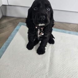 Adopt a dog:Show cocker spaniel puppy/Cocker Spaniel/Female/Sex: Female,Due to a change in our circumstances we are forced to rehome our beautiful little pup. Doris is 10weeks old and a great natured friendly girl.