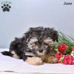 June/Morkie / Yorktese									Puppy/Female	/9 Weeks,These adorable Morkie puppies are looking for loving forever homes! Family raised with lots of care and attention, these sweet puppies are well socialized and used to everyday household activity. They love being around people and enjoy playtime, cuddles, and exploring their surroundings. Their affectionate personalities and small size make them wonderful companions for families, couples, or individuals alike.