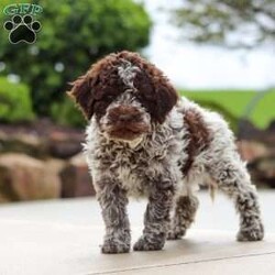 Bluey/Lagotto Romagnolo									Puppy/Male	/9 Weeks,Meet me, Bluey! I’m a very cute AKC Lagotto puppy with a fluffy, curly coat and a fun-loving personality that keeps everyone smiling. I love exploring new things, playing with my toys, and following my favorite people wherever they go. I’m curious, affectionate, and always ready for cuddle time after a day of adventures. With my sweet nature and adorable face, I’m sure to bring lots of joy, laughter, and love to my forever family!