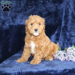 Lester/Mini Goldendoodle									Puppy/Male	/11 Weeks,Take a look at this perfect Miniature Goldendoodle puppy who is ready to steal your heart! This fluffy cutie comes up to date on shots and dewormer and is vet checked. The mom Laurel is a MIni Goldendoodle and is health tested! The father is a handsome boy named Dewey. If you are searching for a friendly puppy to add to your home contact us today!