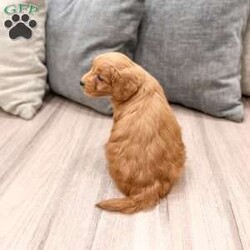 Chief/Mini Goldendoodle									Puppy/Male	/7 Weeks,Meet Chief! This sweet and adorable Mini Goldendoodle is looking for a forever family!