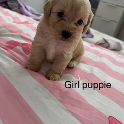 CavaCoton poos puppies/Cockapoo/Female/Sex: Mixed Litter,3 cavacoton poos 1 boy 2 girls left they will come with there first injections and micro chip also a blanket a bag of food collar and lead 