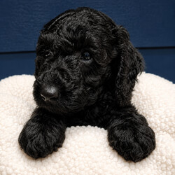Adopt a dog: Beautiful Curly Black Labradoodle Boy – Last One Looking for His Forever Home /Labradoodle/Female/Sex: Female,Beautiful  Black Labradoodle Boy – Last One Looking for His Forever Home